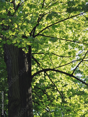green leaves of linden tree against sunshine