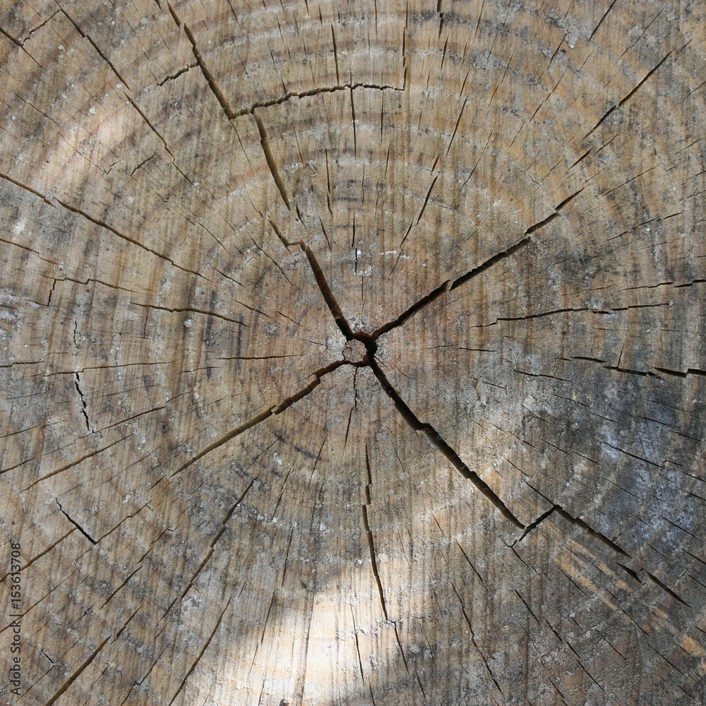 Fototapeta premium bois