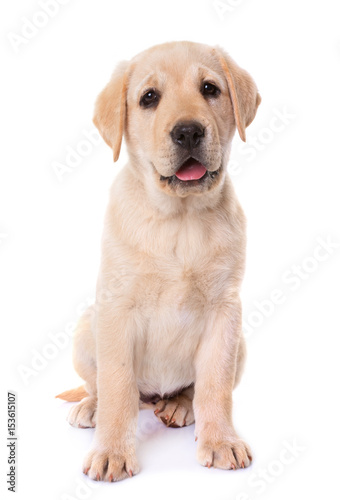 Fototapeta Naklejka Na Ścianę i Meble -  puppy labrador retriever