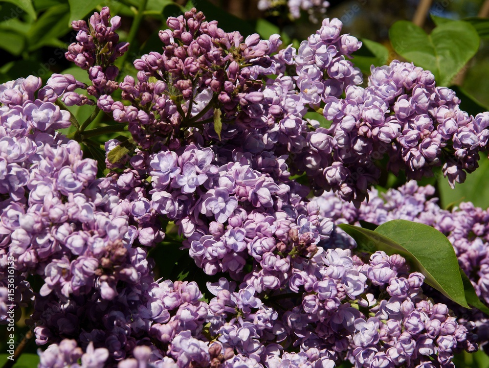 Obraz premium Lilac bush with fragrant,lila flowers