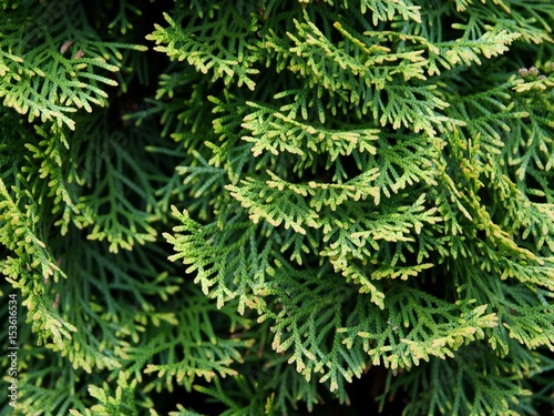 green leaves of thuja tree as background