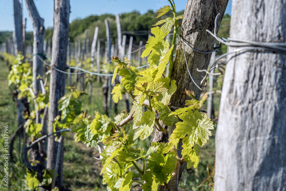 vineyards, young trees vineyards, young trees