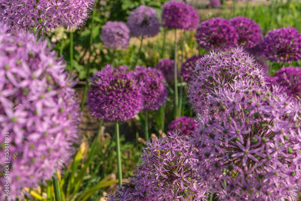 Obraz premium Purple round flowers of giant onion in the garden