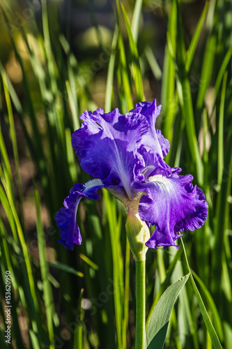 Fototapeta Naklejka Na Ścianę i Meble -  Flower of the iris in the garden in the glare of the setting sun