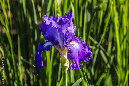 Fototapeta Naklejka Na Ścianę i Meble -  Flower of the iris in the garden in the glare of the setting sun