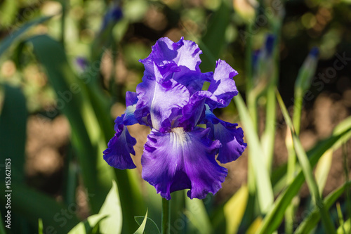 Flower of the iris in the garden in the glare of the setting sun