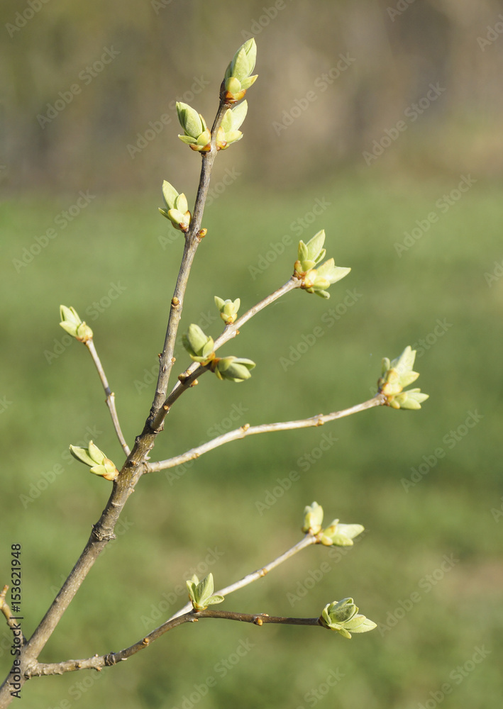 sprouted green buds of trees