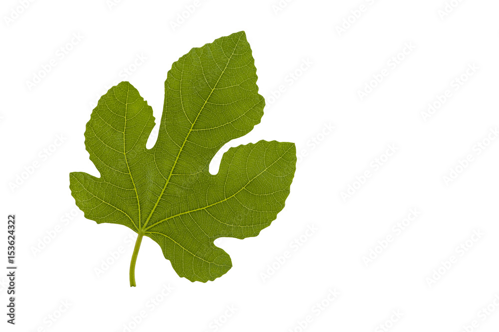 Fig leaf.Fig leaf isolated on a white background. Fig leaf.Fig leaf isolated on a white background.