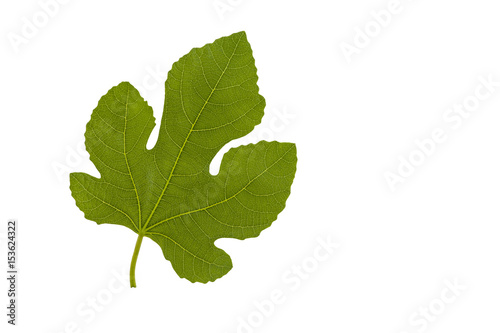 Fig leaf.Fig leaf  isolated on a white background.
