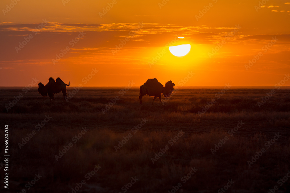 Silhouettes of camels against the background of a sunset in the desert