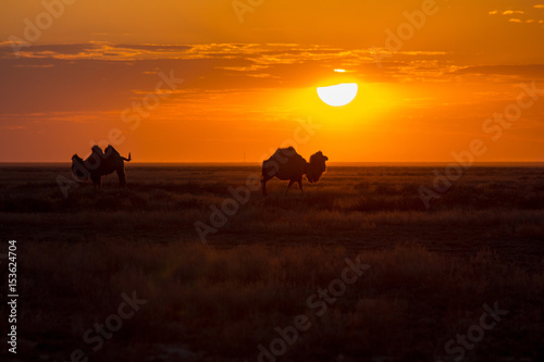 Silhouettes of camels against the background of a sunset in the desert
