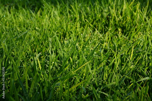 Green Lawn Background