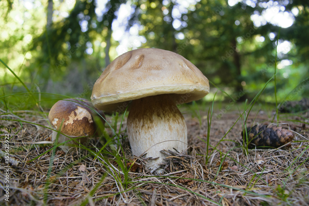 Boletus in moss in forest