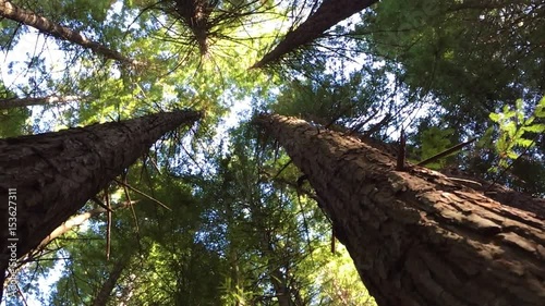 Giant redwoods forest canopy Rotorua New Zealand photo