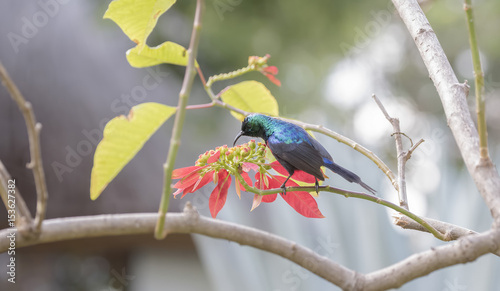 Red-chested Sunbird (Cinnyris erythrocercus) in a Garden Feeding on Nectar in Northern Tanzania