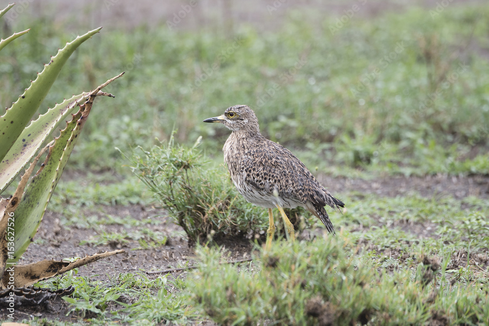 Wet Spotted Thick-knee (Burhinus capensis) Standing in Brush in Northern Tanzania Wet Spotted Thick-knee (Burhinus capensis) Standing in Brush in Northern Tanzania