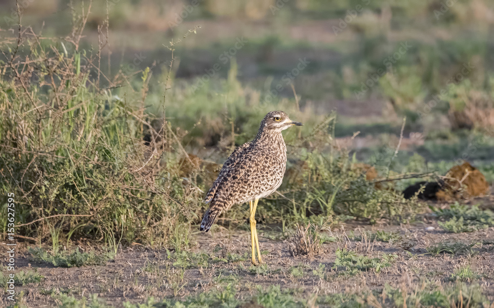 Spotted Thick-knee (Burhinus capensis) in a Grassy Meadow Northern Tanzania Spotted Thick-knee (Burhinus capensis) in a Grassy Meadow Northern Tanzania