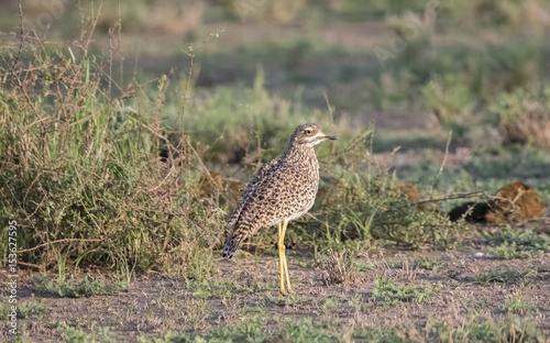 Spotted Thick-knee (Burhinus capensis) in a Grassy Meadow Northern Tanzania