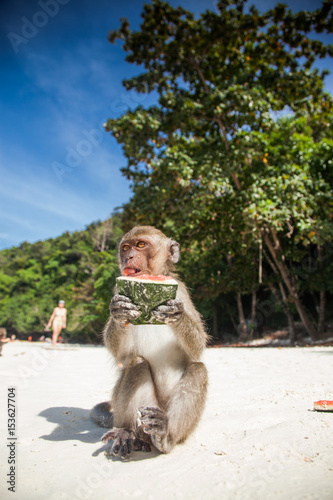 KO PHI PHI, THAILAND, February 1, 2014: Tourists feeding monkeys, top attraction of Phi Phi Islands, Monkey Bay (Ao Ling), Thailand