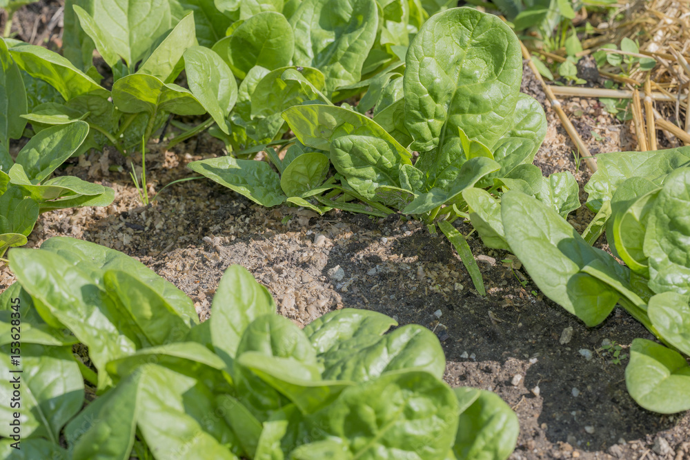 spinach spinach