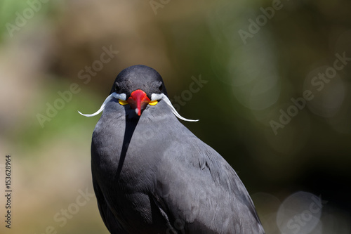 Inca Tern