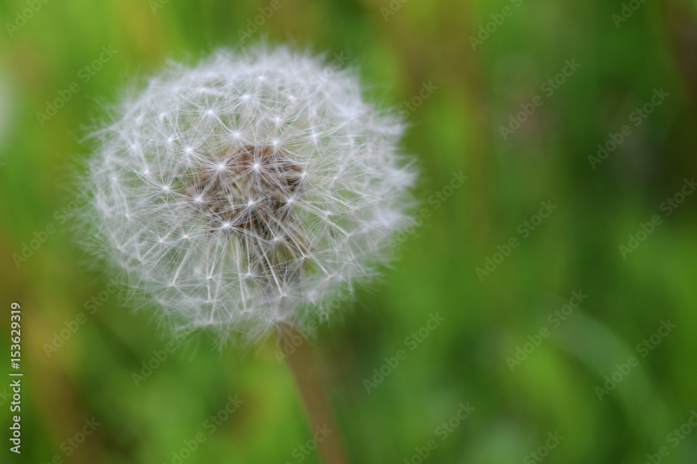 Dandelions during springtime