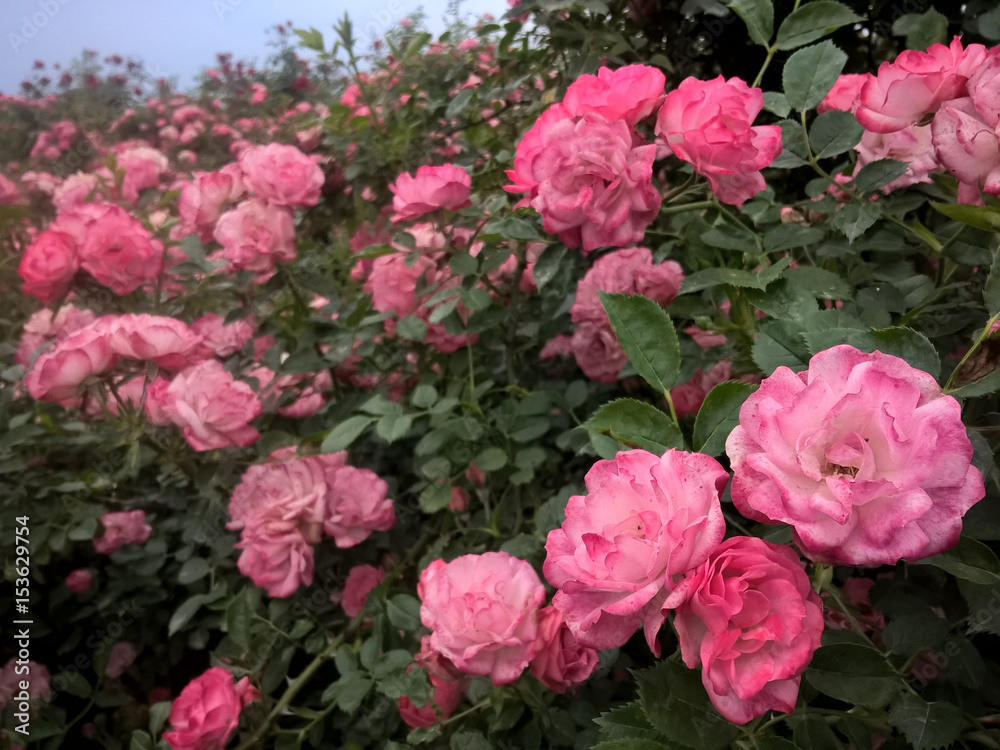 rose rose