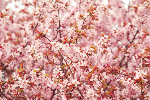 Cherry blossoms in spring, soft focus.