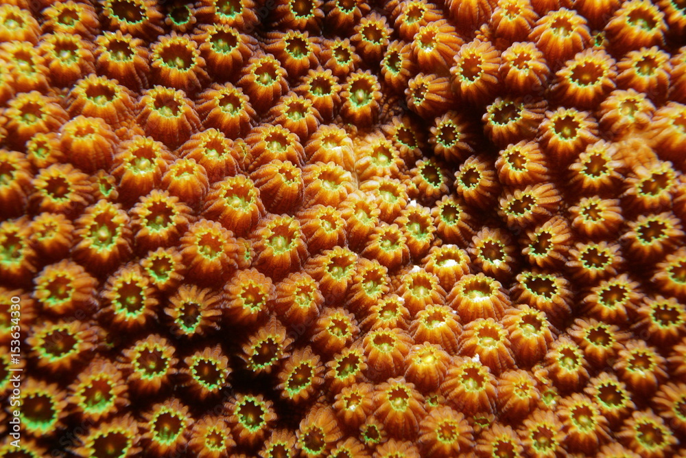 Naklejka premium Coral detail close up of boulder star coral, Orbicella franksi, underwater in the Caribbean sea