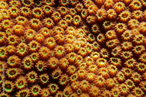 Coral detail close up of boulder star coral  Orbicella franksi  underwater in the Caribbean sea