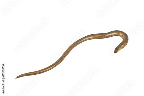 Slow worm (Anguis fragilis) on a white background