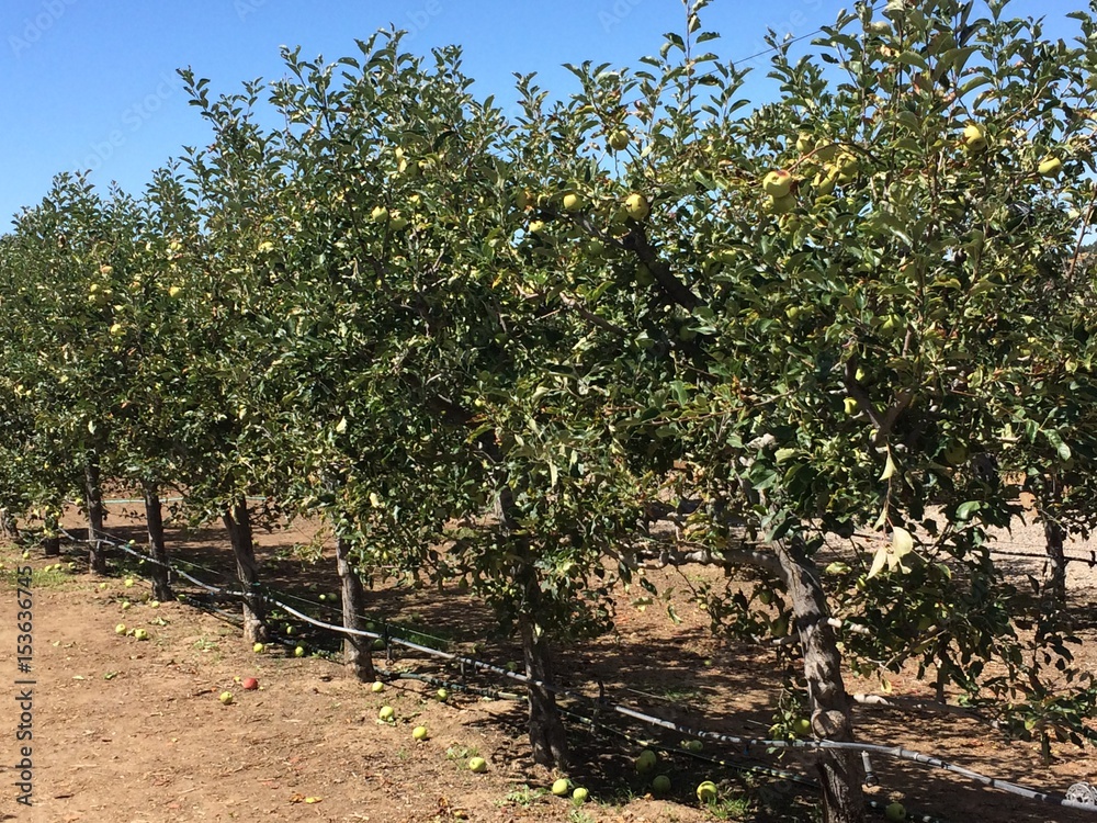 Rows of Apple Trees Ripe for Picking
