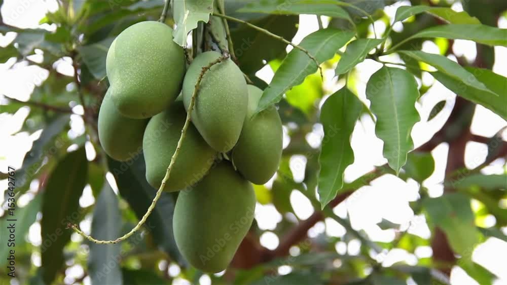 Mangoes hanging from a huge tree Mangoes hanging from a huge tree