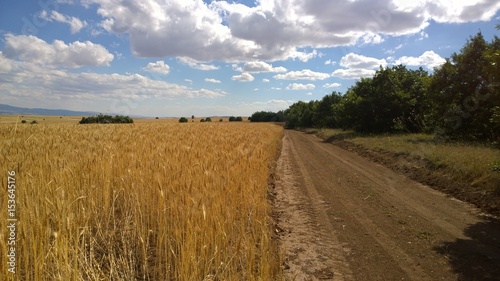 Wheat field  road and forest