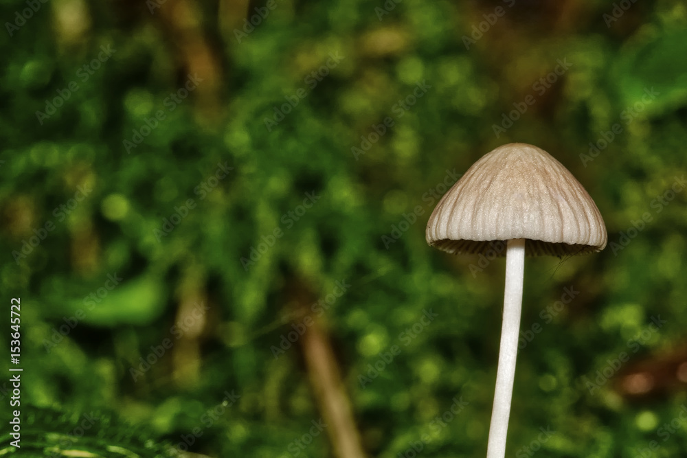 Small mushroom with blurred background Small mushroom with blurred background