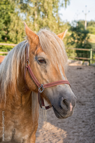 Portrait of head of brown horse © NERYX