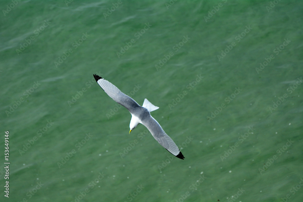 Northern fulmar, Carrick-a-Rede, Northern Ireland Northern fulmar, Carrick-a-Rede, Northern Ireland