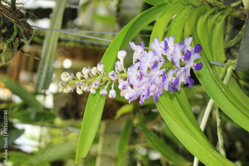 "Sky-Blue Rhynchostylis" orchid flower in St. Gallen, Switzerland. Its Latin name is Rhynchostylis Coelestis, native to Cambodia, Thailand and Vietnam.
