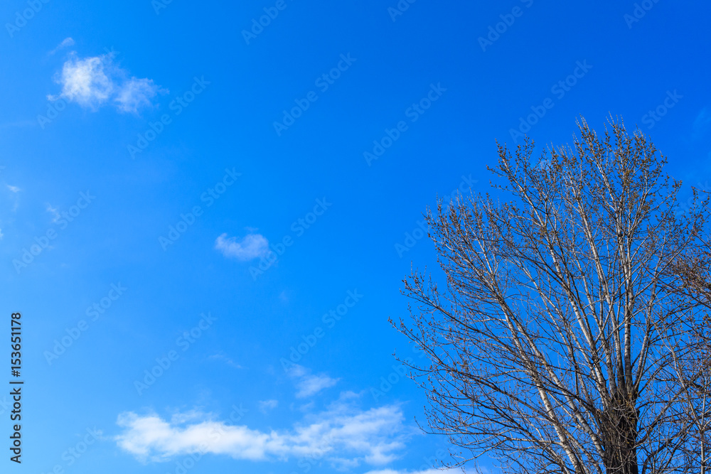 Poplar with swelling buds on branches against a piercing blue sky Poplar with swelling buds on branches against a piercing blue sky
