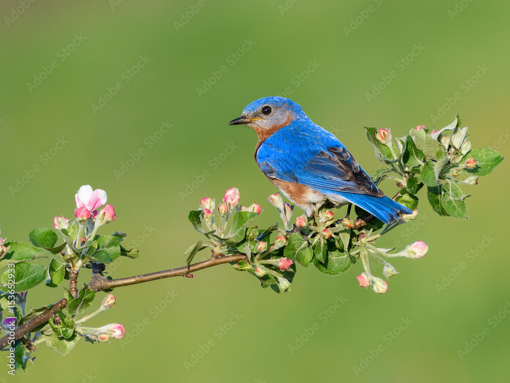 Male Eastern Bluebird Perched on Blossoming Branch 