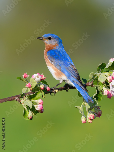 Male Eastern Bluebird Perched on Blossoming Branch 