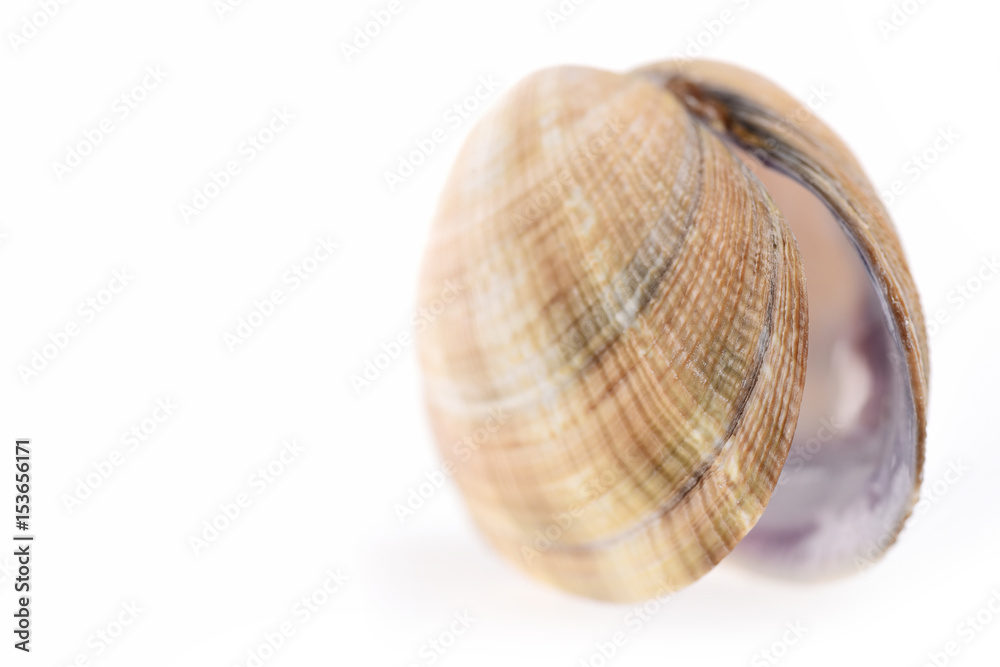 Sea mollusk isolated on white Sea mollusk isolated on white