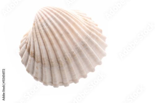 clam mollusk shell isolated on white