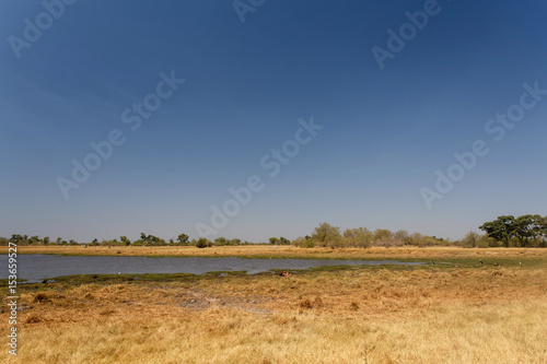 Lion - Okavango Delta - Moremi N.P.