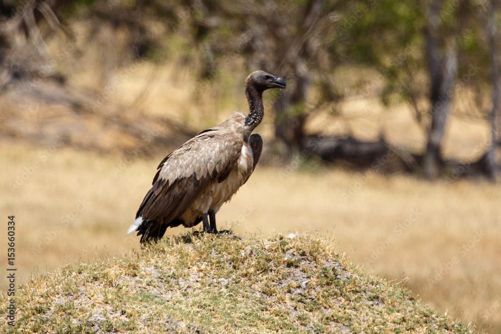 Obraz premium Vulture - Okavango Delta - Moremi N.P.