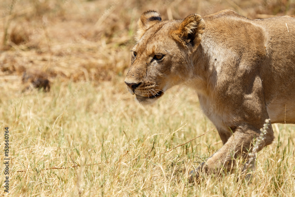Lion - Okavango Delta - Moremi N.P. Lion - Okavango Delta - Moremi N.P.