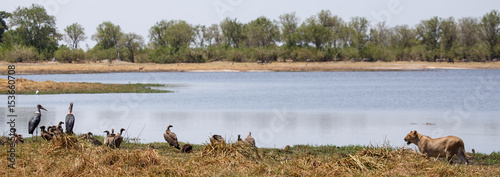 Lion - Okavango Delta - Moremi N.P.