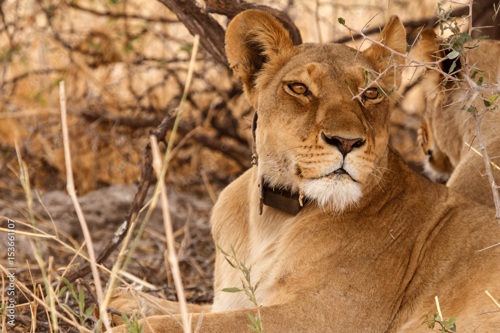 Obraz premium Lion Wearing Radio Collar - Okavango Delta - Moremi N.P.