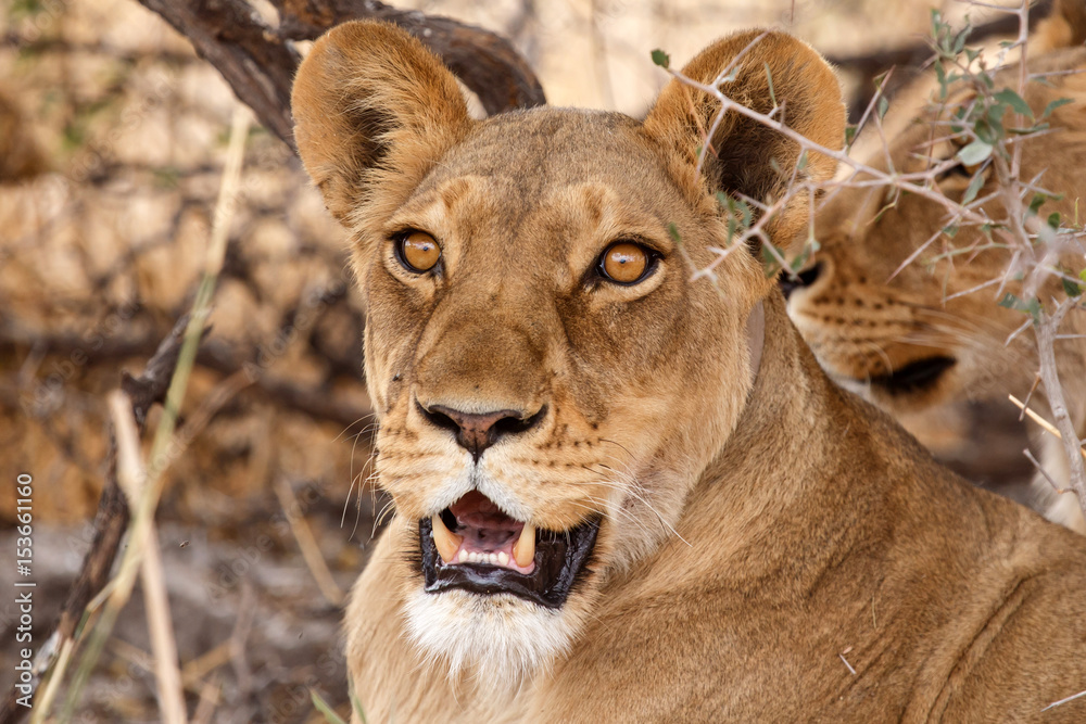 Lion - Okavango Delta - Moremi N.P. Lion - Okavango Delta - Moremi N.P.
