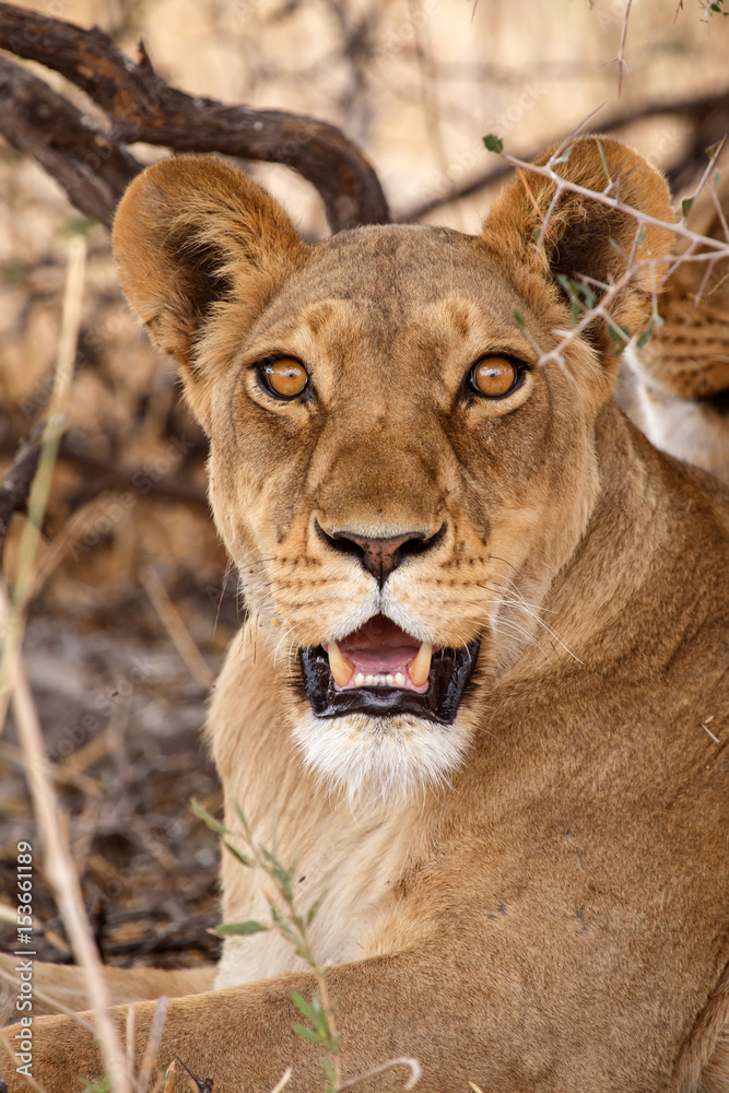 Fototapeta premium Lion - Okavango Delta - Moremi N.P.